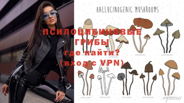 стаф Вязники